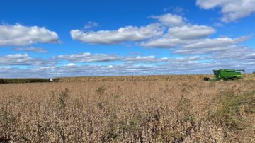 Weeds at soybean harvest.