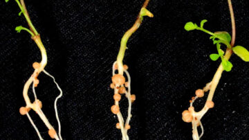 The roots of Lotus japonicus plants form nodules (visible as spherical structures) that host rhizobium bacteria, enabling nitrogen fixation. (Defeng Shen)