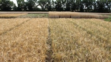 The conventional population on the left and the organic barley on the right: - Only experts can spot the differences with the naked eye. However, huge differences can be identified using molecular genetics. (Photo: AG Prof. Léon/University of Bonn)