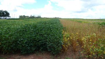 Field trial showcasing soybean varieties with varying resistance and susceptibility to Soybean Rust.