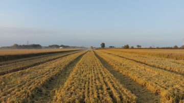 The first results of BASF’s multi-year Global Carbon Field Trials revealed that there is no one-size-fits-all solution to mitigate agriculture’s contribution to climate change. Instead, reducing emissions requires a tailored combination of interventions, products, and technologies. The picture shows a BASF trial field for rice Piedmont, Italy. (BASF SE)