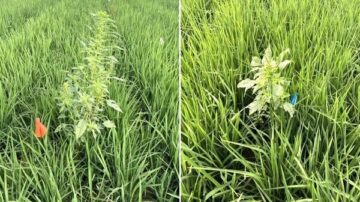 A single Palmer amaranth plant emerging within three to four weeks after in-furrow rice emergence can negatively impact rice yield within 13 square feet of the weed.