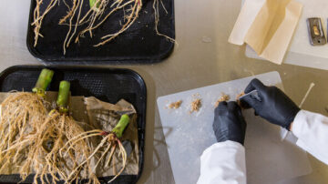 A scientist at Pivot Bio scraping corn roots to measure the colonization of Pivot Bio's nitrogen producing microbe.