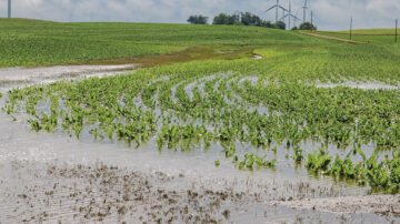 Denitrification can get underway after two to three days of soil saturation.