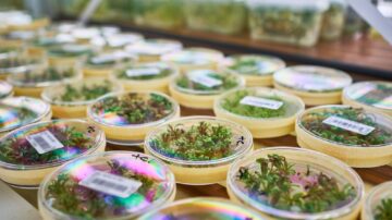 In vitro sugar beet sprouts in the cultivation room. (KWS)