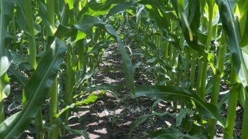 Crop canopy is one of the many important happenings during the rapid growth phase, helping with weed control and moisture retention.