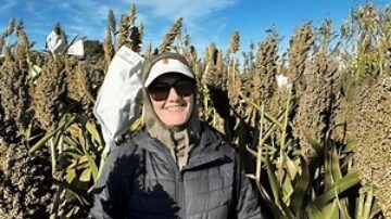 Associate Professor Melinda Yerka and her team at the University of Nevada, Reno have been developing highly nutritious, drought-tolerant sorghum varieties since 2017. (Photo by the research team)