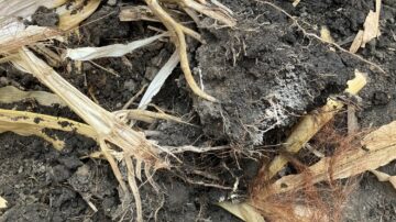 When digging roots, make sure to split them open. A healthy pith will be white and strong.