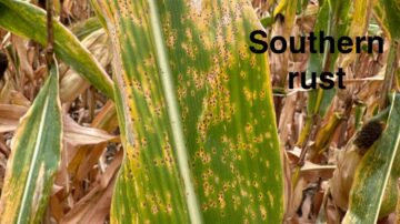 In severe cases, southern rust can cause up to 45% yield loss.