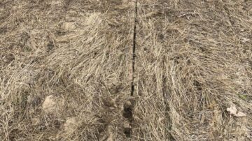 Planting into wet soils resulted in sidewall compaction.