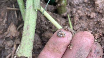 Make sure to scout fields often for threats like this true armyworm found in a rye cover crop.