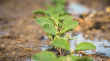 Seed treatments can protect crops against early threats that can leave plants vulnerable to other issues down the road, says AgriGold Agronomist Steven Heightchew.