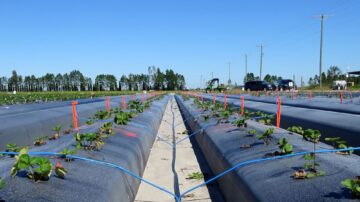 Researchers at GCREC used microsprinklers to test on/off programs. (Courtesy, Shinsuke Agehara, UF/IFAS)