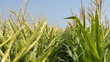 Yellow striping of leaves may be a sign of zinc deficiency in corn.