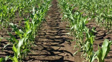 Getting the right seeding depth for good root structure and even emergence is critical.