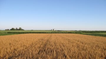 Oats growing near plots of corn at Iowa State University’s Marsden Farm, where researchers have studied long-term rotations of crops since 2001. (Photo by David Sunberg/Iowa State University)