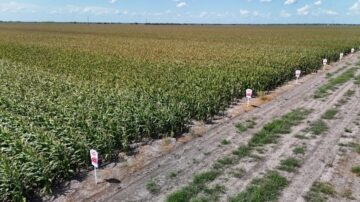 Time spent in test plots can better equip farmers to make hybrid choices, says Jorge Guzman, an LG Seeds agronomist in Texas.