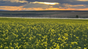 (Image courtesy of Rubisco Seeds)
