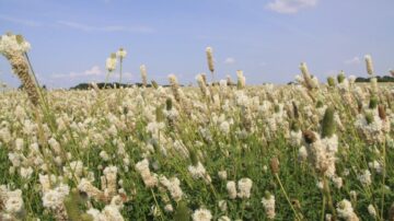 White prairie clover grown by Kaste Seed.