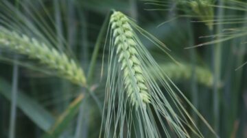 Barley crop, Hutton researchers aiming to combat cereal disease.