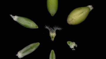 An image of barley's progression from pistil to grain.