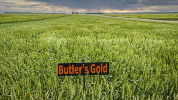 The OSU wheat variety, Butler's Gold, grows in a wheat plot near Kingfisher in 2024. The variety is named after native Oklahoman, former OSU track star and 1980 Olympic qualifier James Butler. (Photo by Mitchell Alcala, OSU Agriculture)