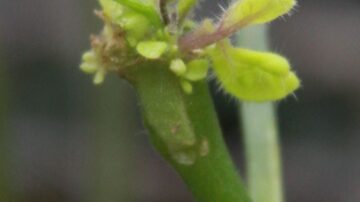 A picture from KeyGene's 2S1® technique for hybrid grafting.