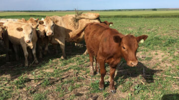 Grazing cover crops with beef cattle improves soil organic carbon stocks and potassium concentrations in grazed plots, according to a study from Kansas State University.
