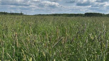 Timothy hay is a popular forage grass used for feeding animals.