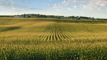 The development of corn tassels is a pivotal moment in the life cycle of the corn plant.