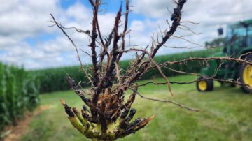 The root of a corn plant injured by corn rootworm, the crop's most damaging pest in the Midwest. (Photo by Erin Hodgson/Iowa State University)