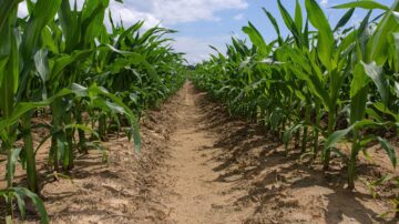Corn growing in a research plot at the R.R. Foil Plant Science Research Center, or North Farm, on May 14, 2024, is off to a good start. Corn planting is essentially complete across Mississippi despite wet spring weather that delayed planting in some areas. (Photo by MSU Extension Service/Kevin Hudson)