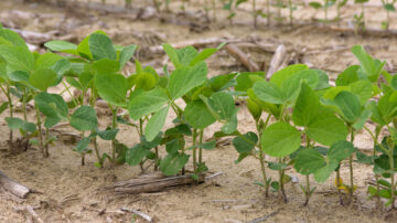 The majority of Mississippi’s more than 2 million-acre 2024 soybean crop has been planted, and to date, most is in good to excellent condition. (Photo by MSU Extension Service/Kevin Hudson)