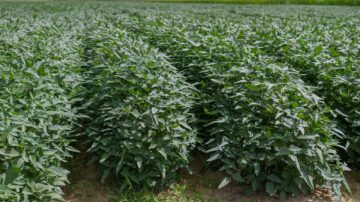 Current market factors have conspired against soybeans, pushing prices about $2 a bushel lower than they were in May. (Photo by MSU Extension Service/Kevin Hudson)