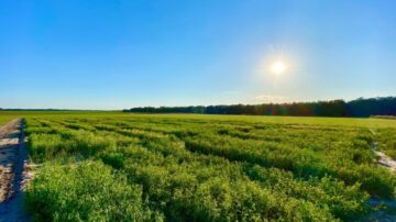 Clemson University has received a $2 million grant from the USDA to create short-season organic chickpea cultivars suited for the Southeast.