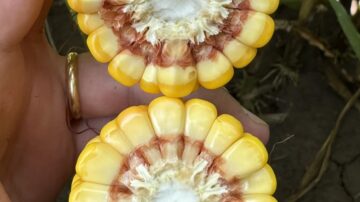 Crown rot can limit ear size, as demonstrated by this infected (top) versus healthy ear comparison.