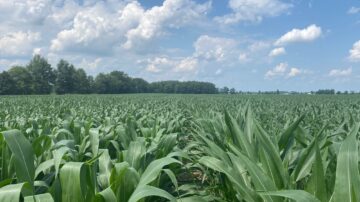 Ohio fields planted in early May are marked by uneven tomahawk roots, but corn planted the third week of May (pictured) looks great, with near-perfect stands, says AgriGold Agronomist Scott Bugg.