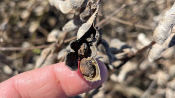 Figure 1. Brown, deformed seeds were observed once moisture receded. (Image by Blake Barlow, Missouri Soybean Merchandising Council)
