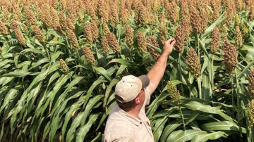 Purdue University Extension will host Forage Sorghum Field Day on Sept. 10 at the Feldun-Purdue Ag Center in Bedford, Indiana. Interested participants should register by Sept. 5. (Photo provided by Keith Johnson)