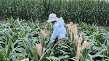 Hyojin Kim bagging sorghum heads — an essential step for APHIS-compliant transgenic sorghum field trials. (Credit: Edgar Cahoon)