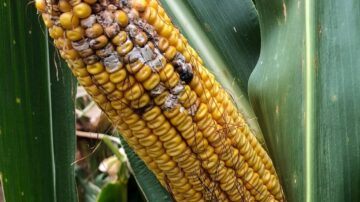 Planting into cold, wet soils can lead to a fusarium infection that causes issues like crown rot or ear rot later in the season, warns LG Seeds Agronomist Dan Mitchell.