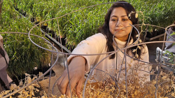 Dr. Tamanna Jahan (PhD) is a post-doctoral fellow in USask’s College of Agriculture and Bioresources and works throughout the year in the campus greenhouses. (Photo: Matt Olson)