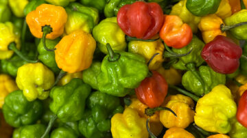 The Food and Agriculture Organization of the United Nations (FAO) works with the government-run Bodles Research Station in Jamaica to improve the quality and sustainability of the island’s hot peppers, a key export commodity. (Dainalyn Swaby)