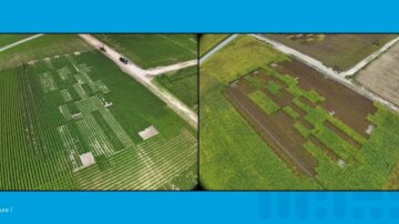 Figure 1: Soybean planted in mid-April and late May. In the left image, soybean planted in April has already canopied over the soil and can absorb more sunlight. On the right, soybean planted in May has not finished the reproductive cycle, and an early fall freeze could limit yields.