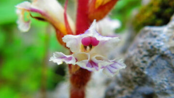 Broomrape parasitic plant. (Nachman Bones)