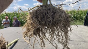 For the corn factory to thrive, it needs to have big, deep roots to pull up water and nutrients.