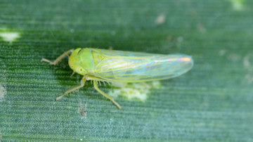 Alfalfa and Johnsongrass serve as alternate hosts for the corn leafhopper, says K-State plant pathologist Rodrigo Onofre.