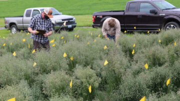 WSU turfgrass scientists look over a plot of Matchless Kentucky bluegrass growing at a WSU research farm. (Courtesy of Michael Neff/Washington State University)
