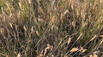 Weeds impose an annual cost on Australian grain growers of approximately $4.1 billion in lost production and control measures. (Nicole Baxter/GRDC)