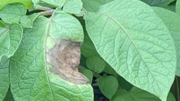 A plant in Ireland with late blight disease. (Photo courtesy of Jean Ristaino, NC State University)